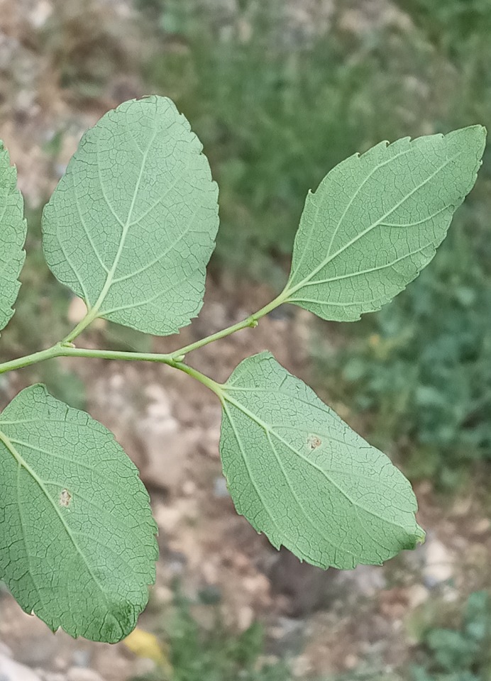 Celtis glabrata