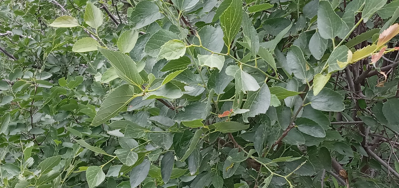 Celtis glabrata