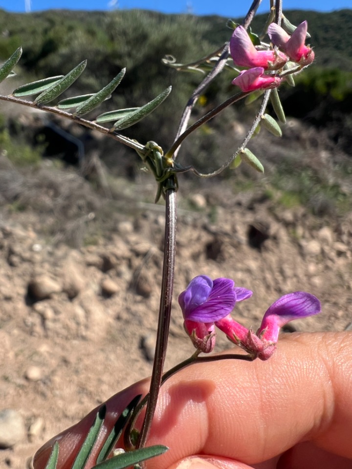 Vicia cretica