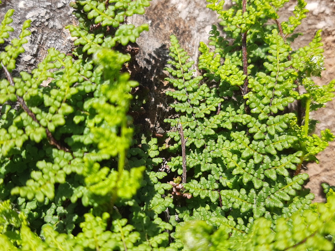 Cheilanthes pteridioides