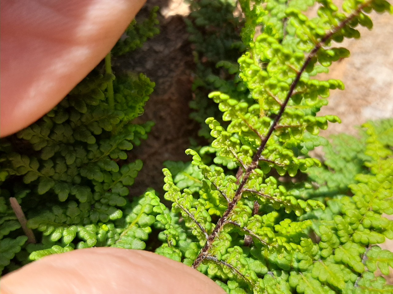 Cheilanthes pteridioides