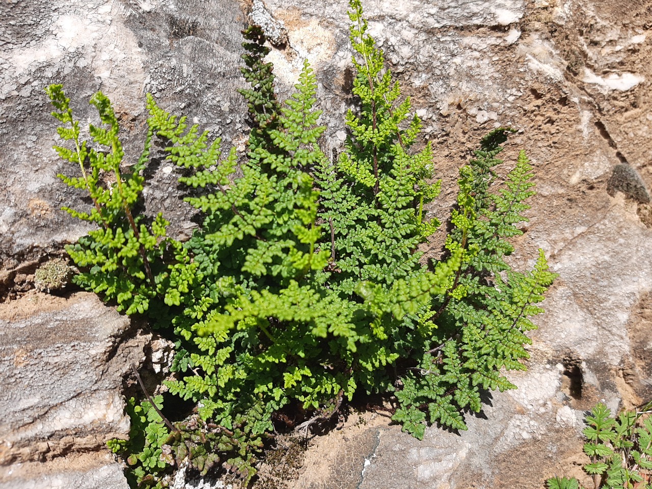 Cheilanthes pteridioides