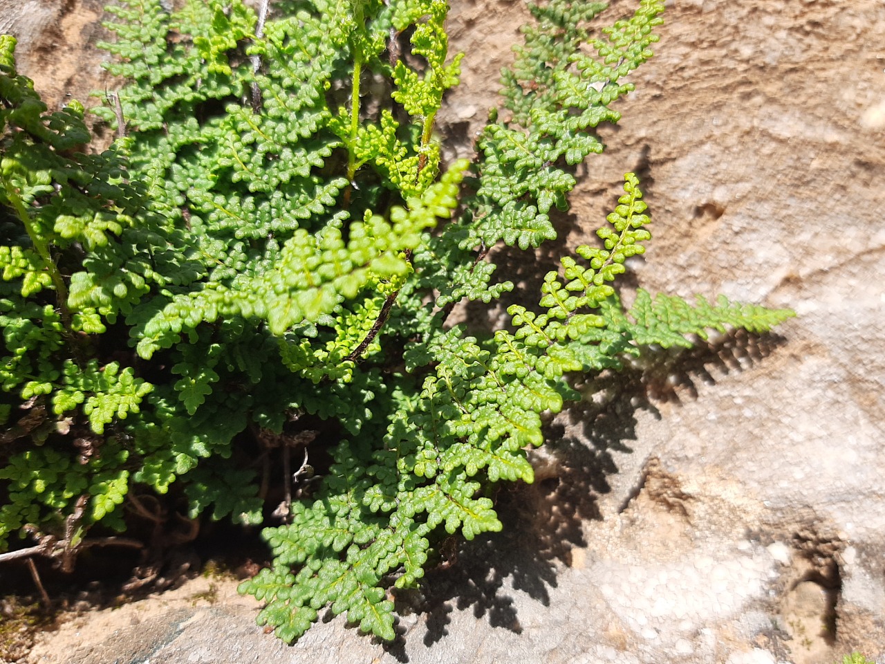Cheilanthes pteridioides