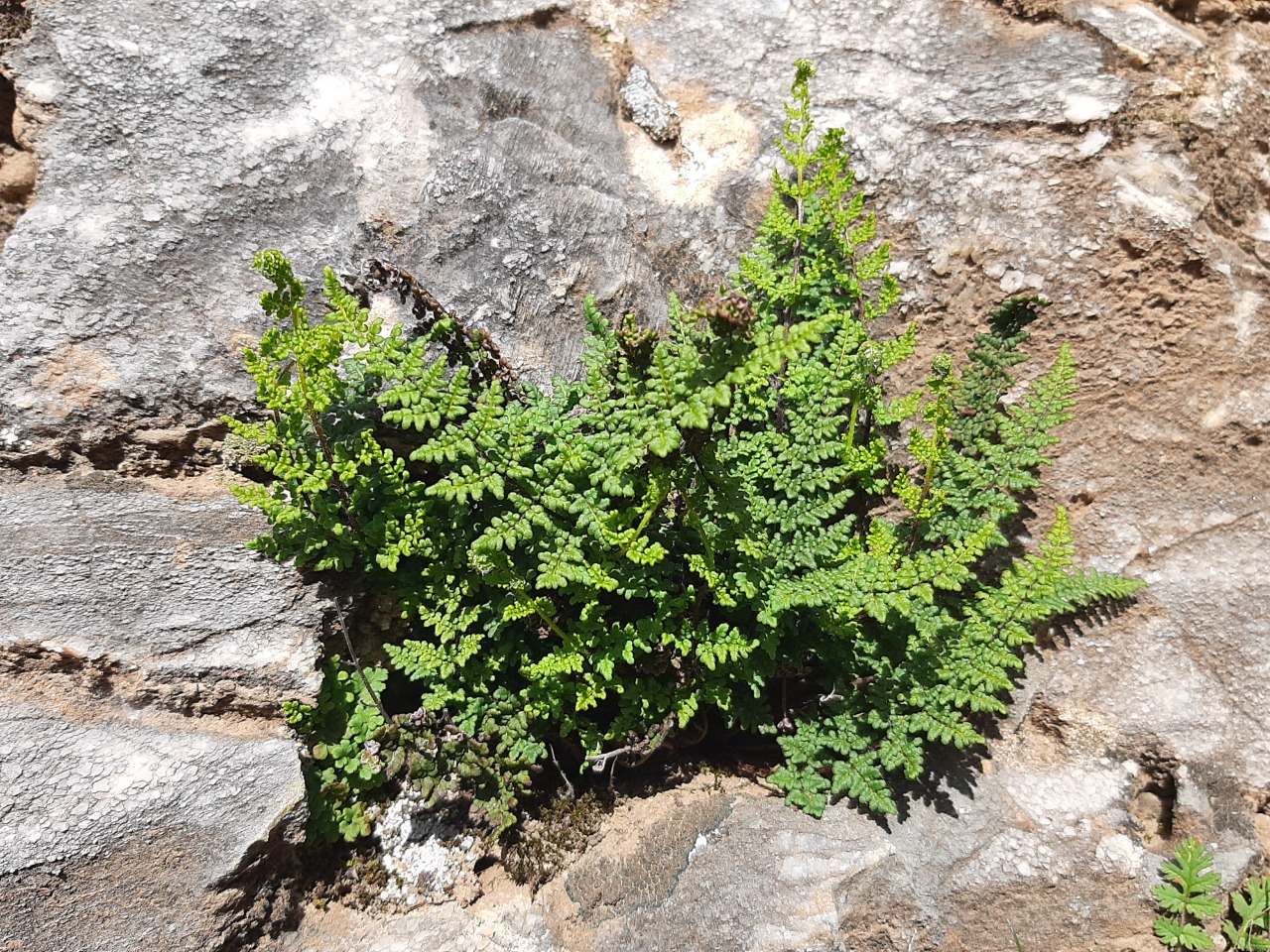 Cheilanthes pteridioides
