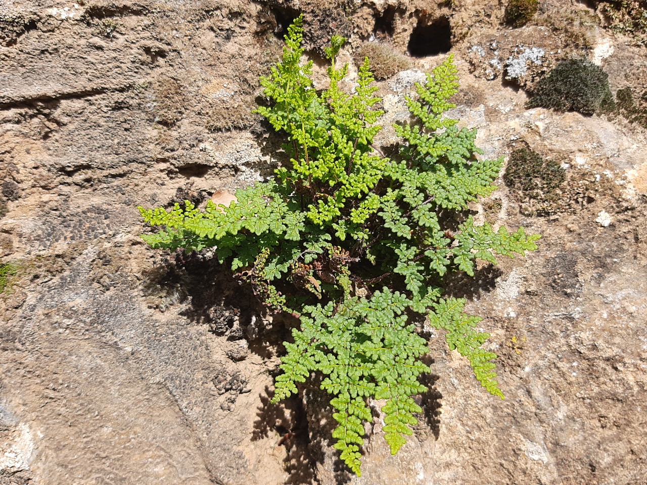 Cheilanthes pteridioides