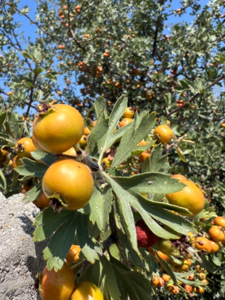 Crataegus azarolus