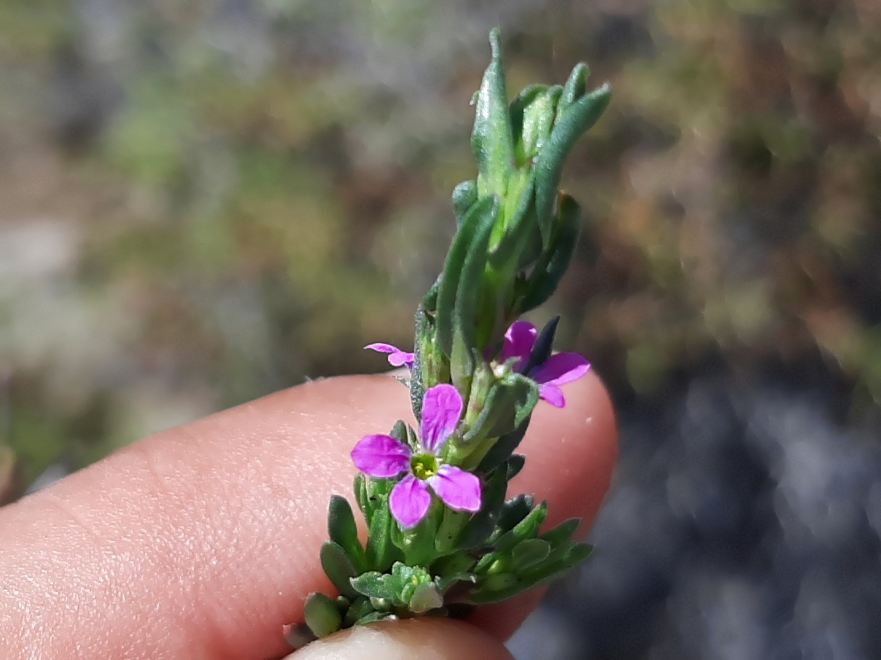 Lythrum hyssopifolia