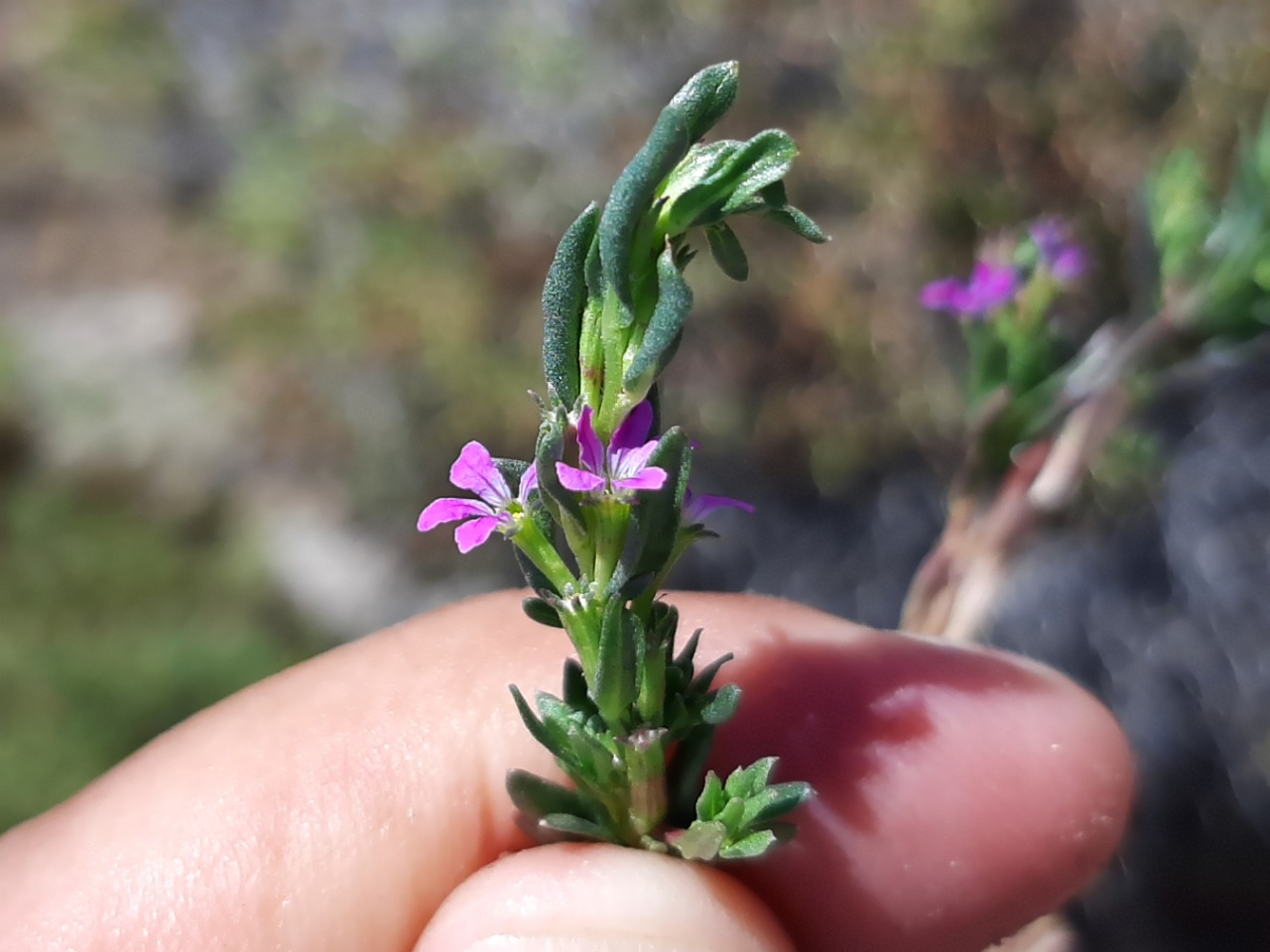 Lythrum hyssopifolia