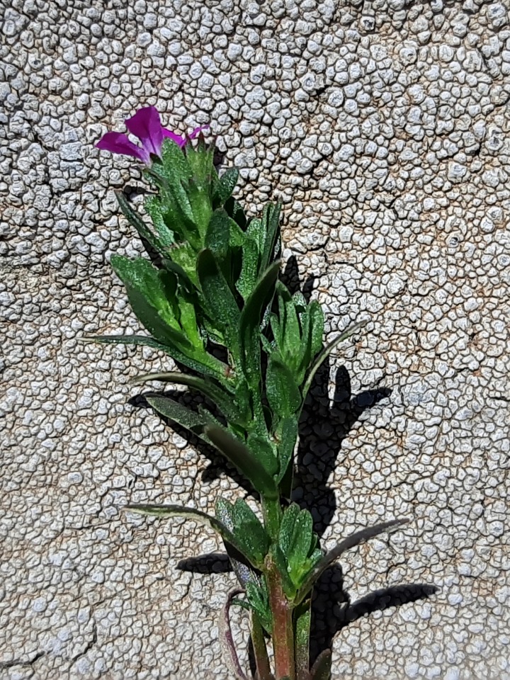 Lythrum hyssopifolia