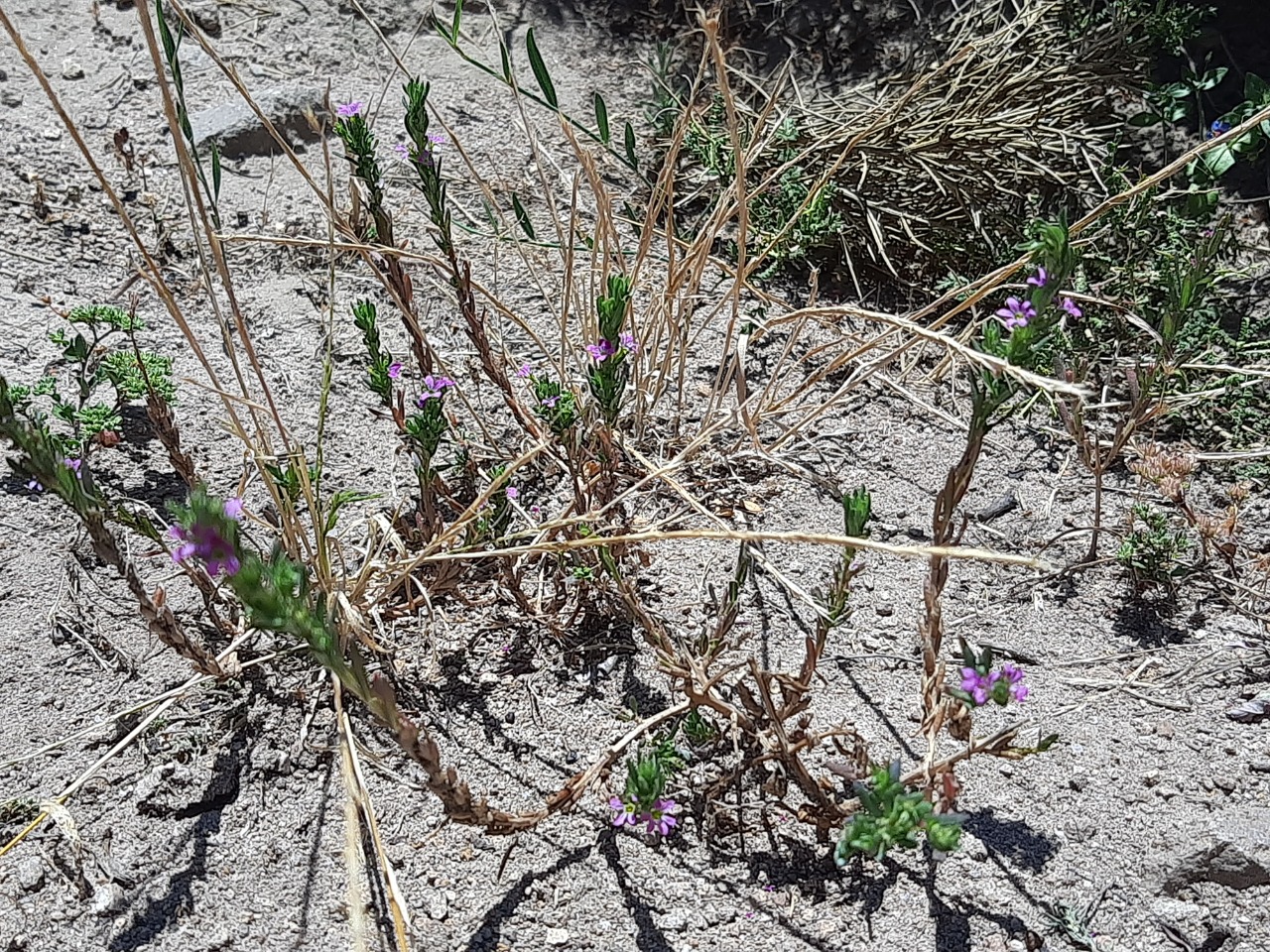 Lythrum hyssopifolia