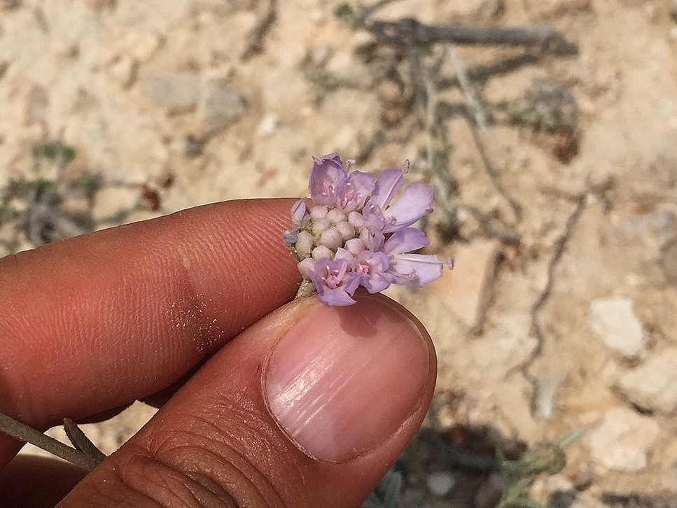 Scabiosa hololeuca