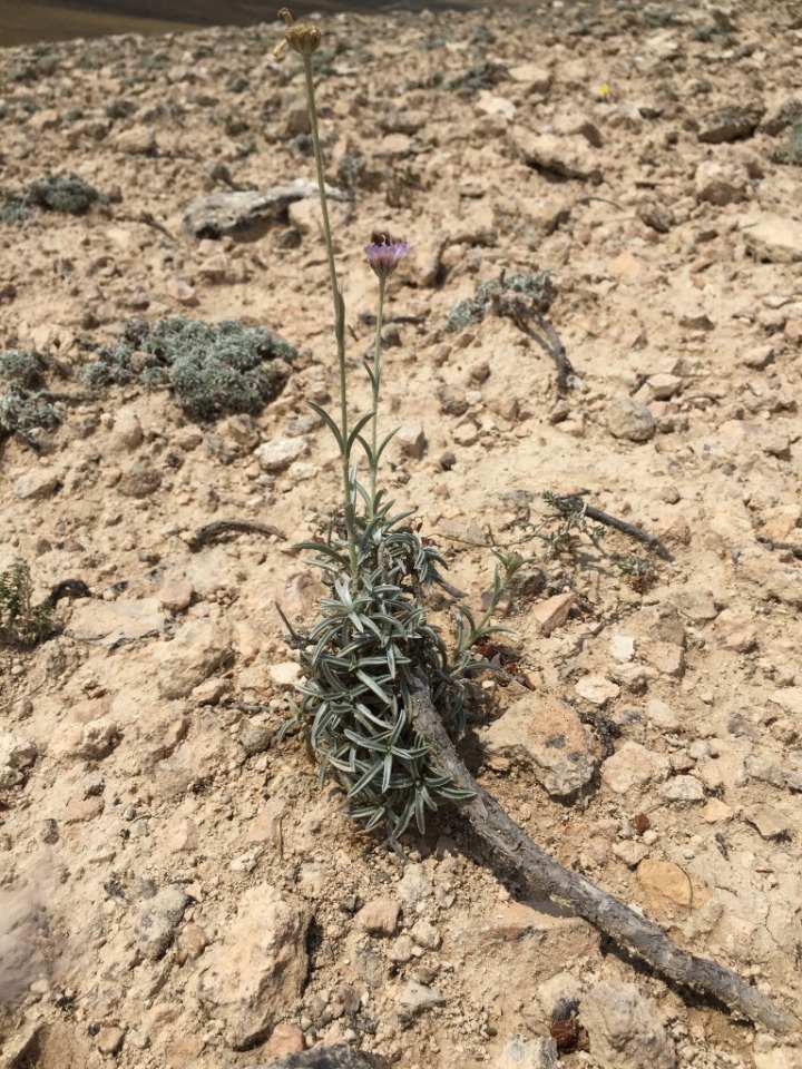 Scabiosa hololeuca