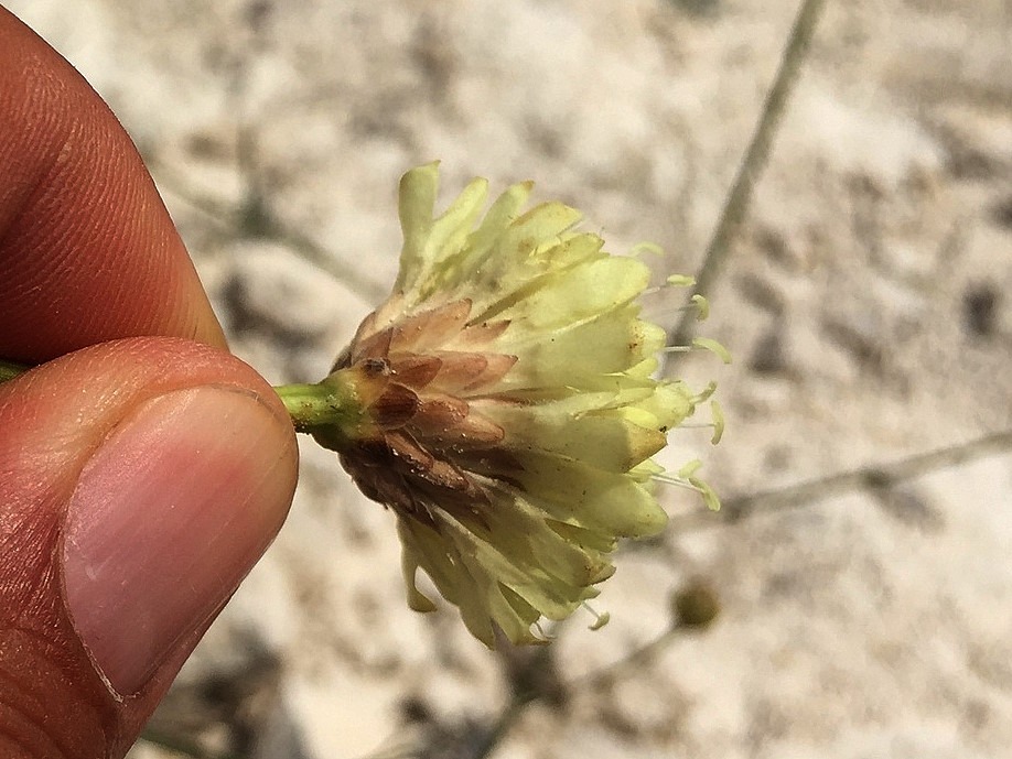 Cephalaria aytachii