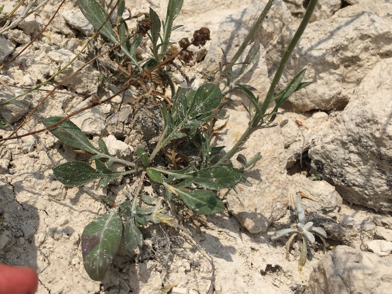 Cephalaria aytachii