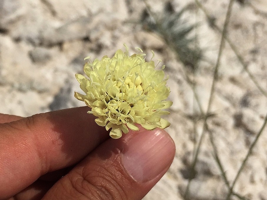 Cephalaria aytachii