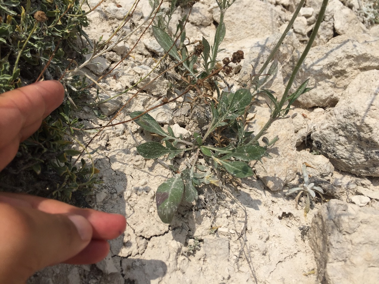 Cephalaria aytachii