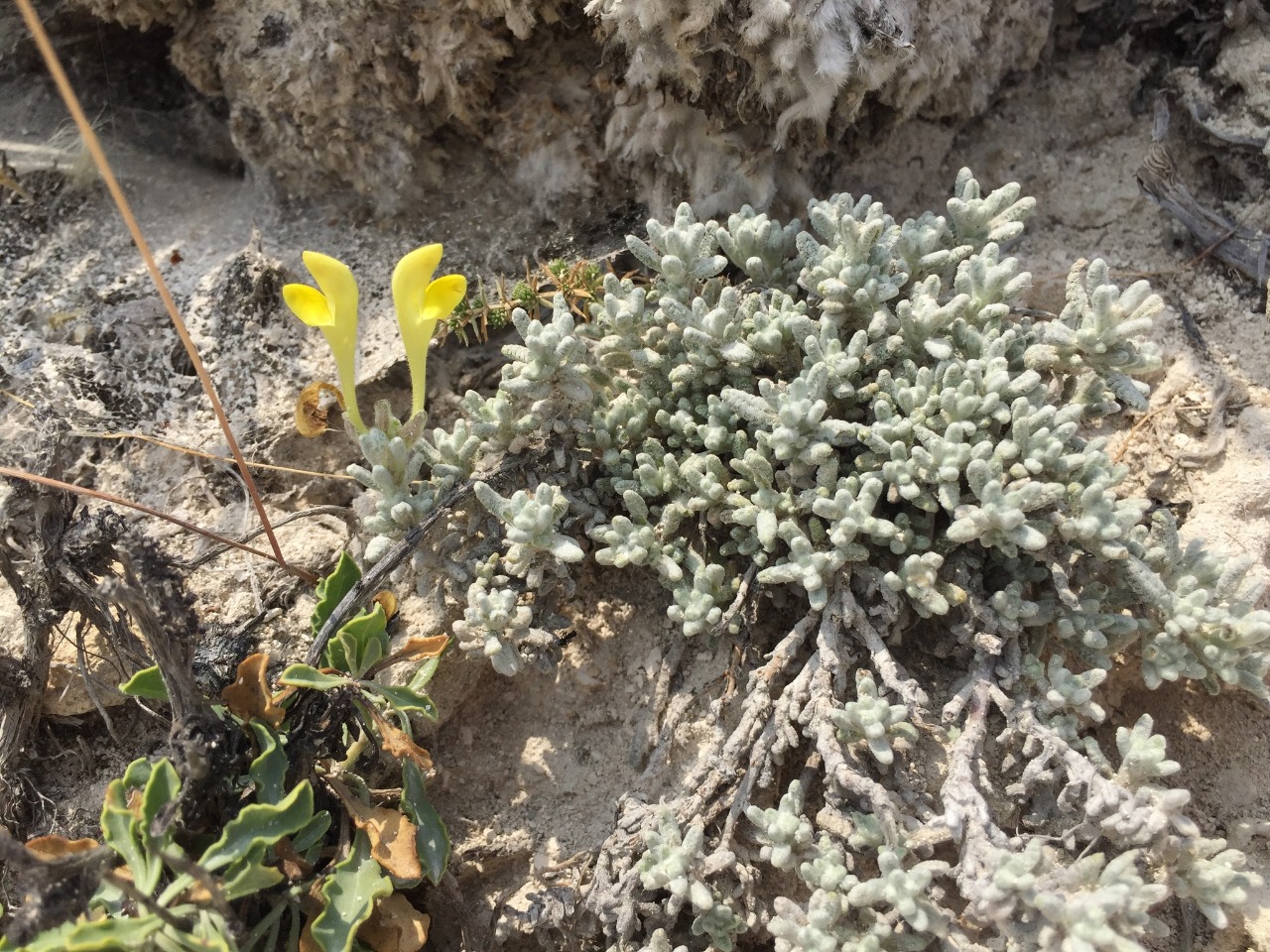 Scutellaria yildirimlii