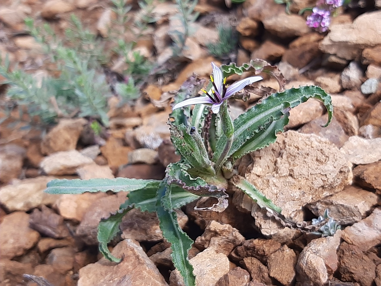 Pseudopodospermum suberosum