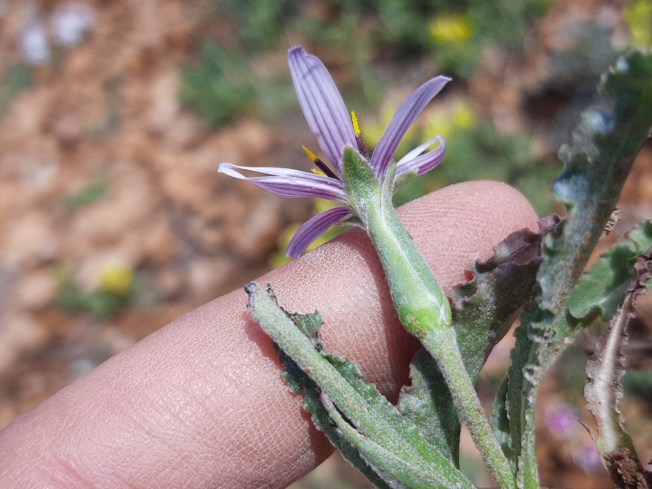 Pseudopodospermum suberosum