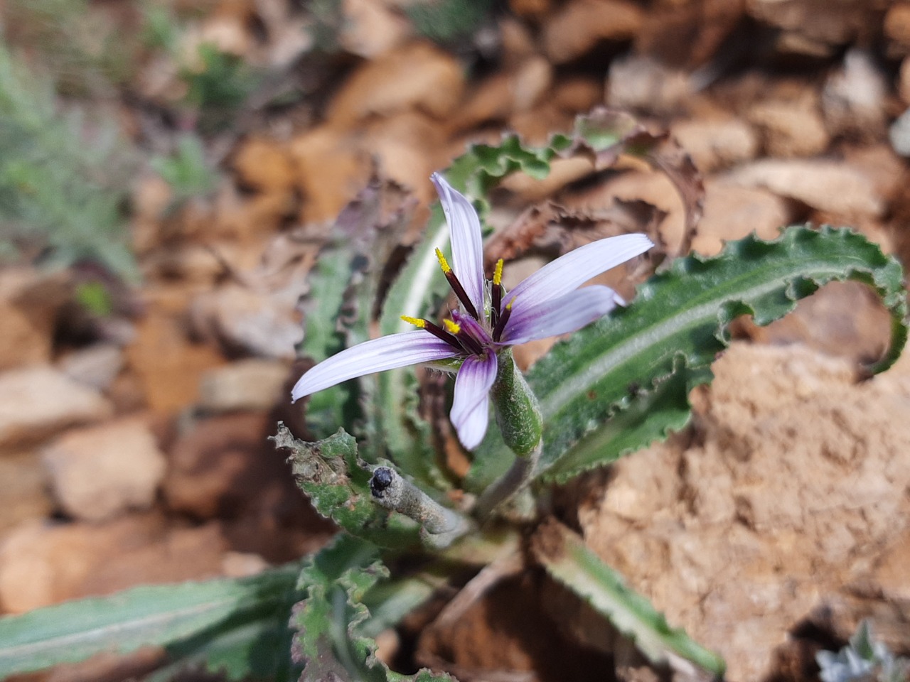 Pseudopodospermum suberosum