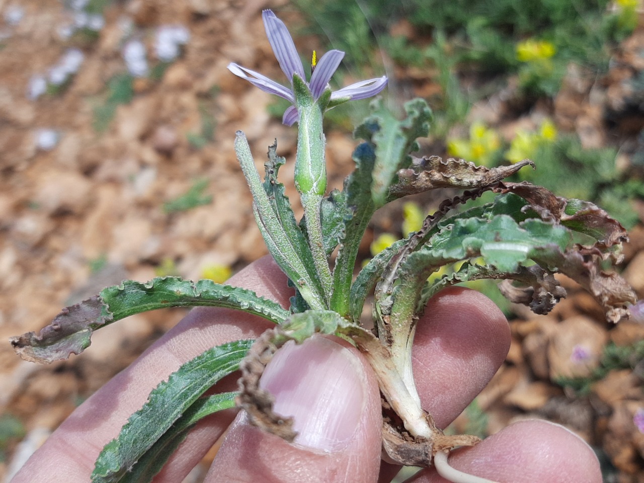 Pseudopodospermum suberosum