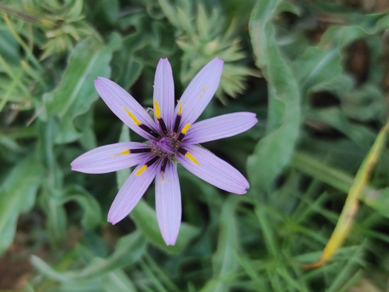 Pseudopodospermum suberosum