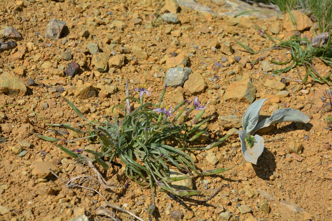 Pseudopodospermum suberosum