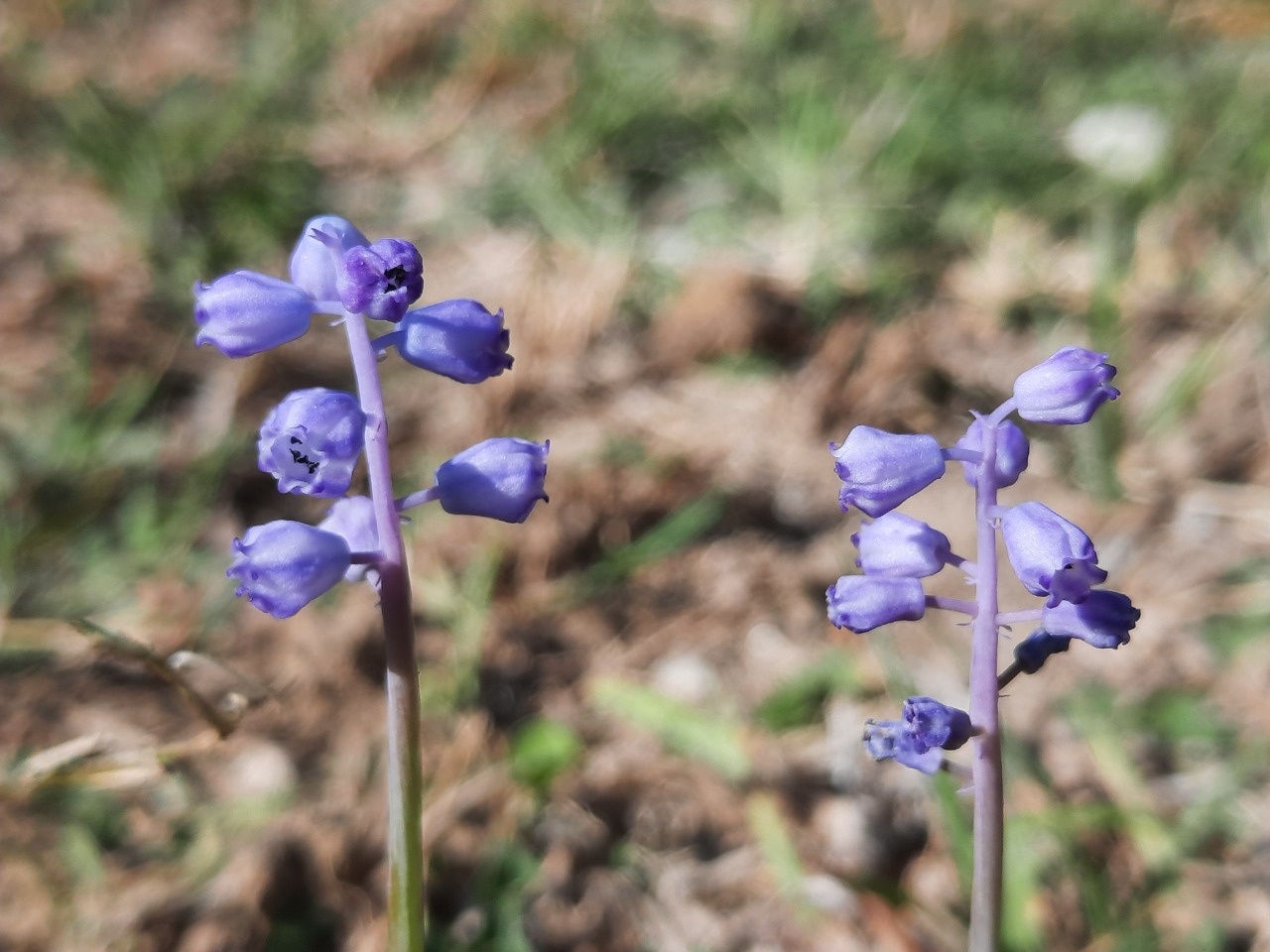 Muscari parviflorum