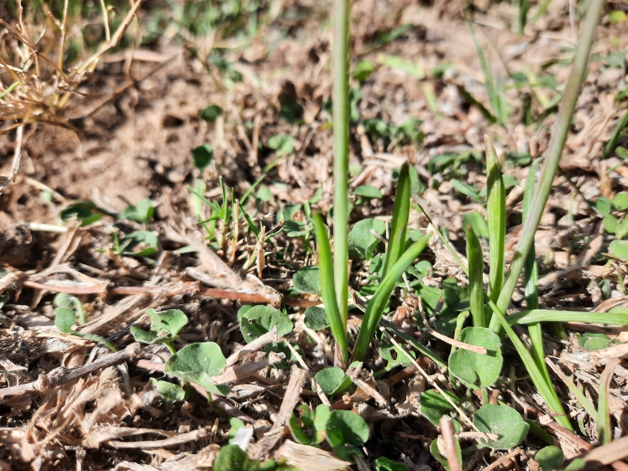 Muscari parviflorum