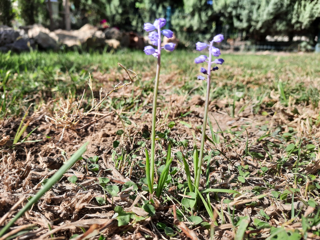 Muscari parviflorum