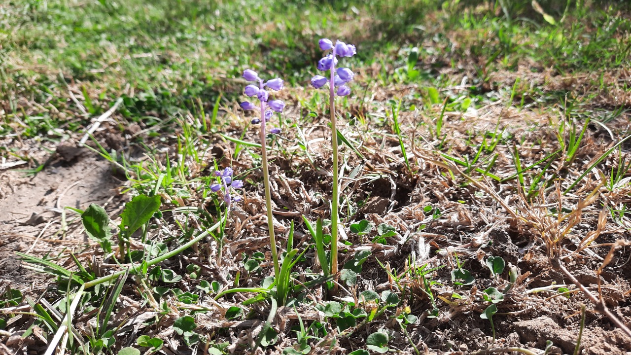 Muscari parviflorum