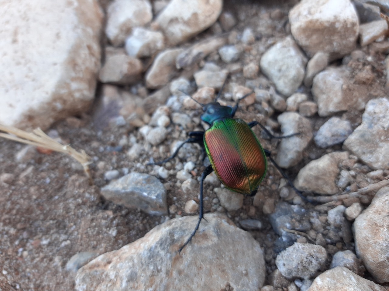 Calosoma sycophanta