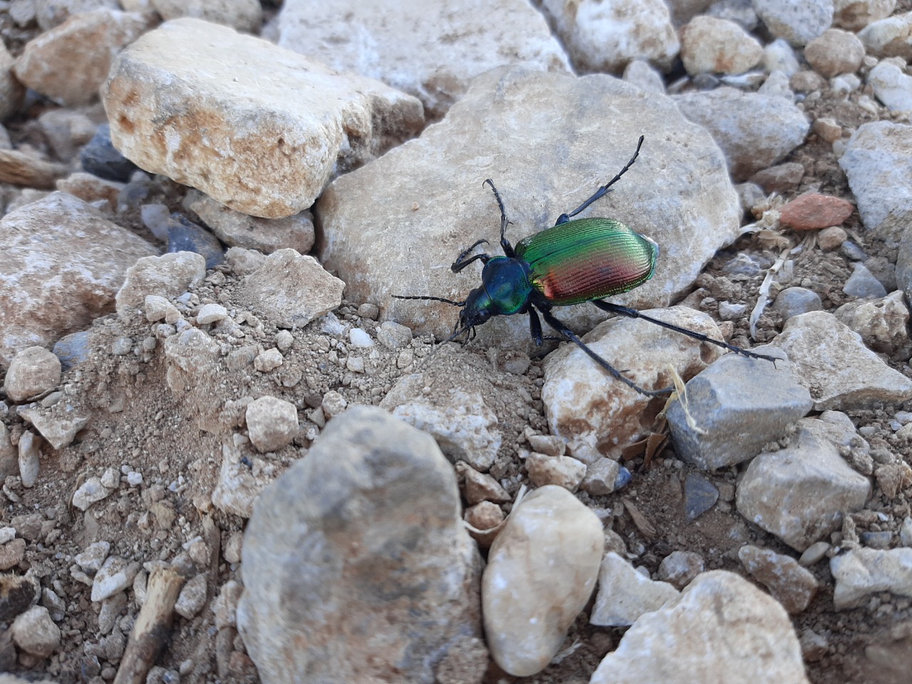 Calosoma sycophanta