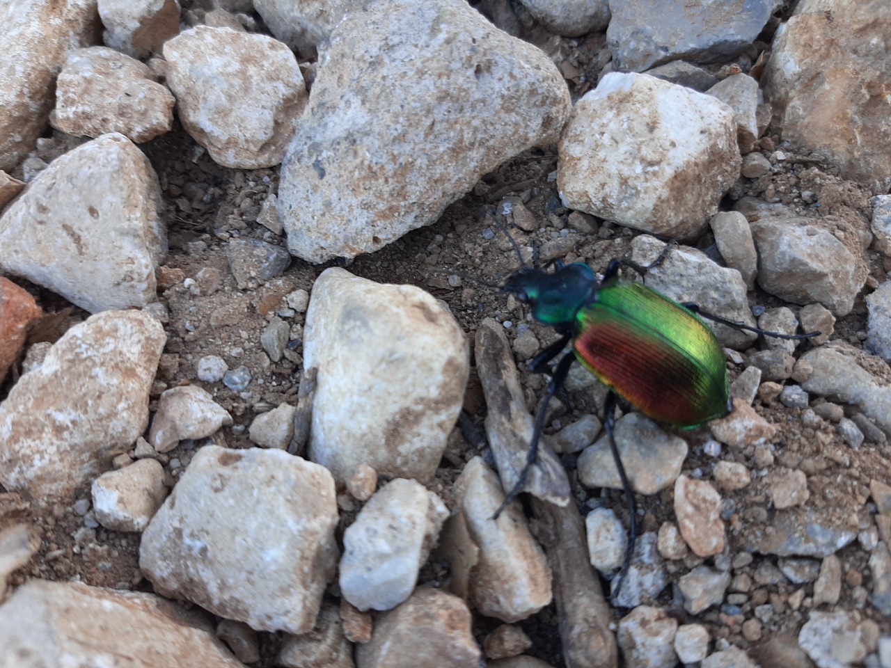 Calosoma sycophanta