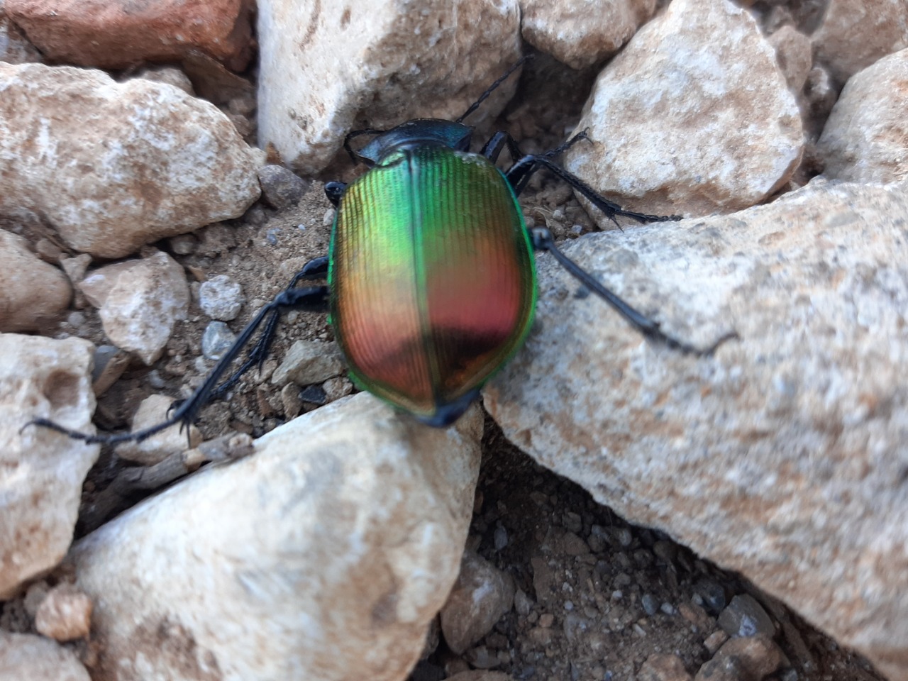 Calosoma sycophanta