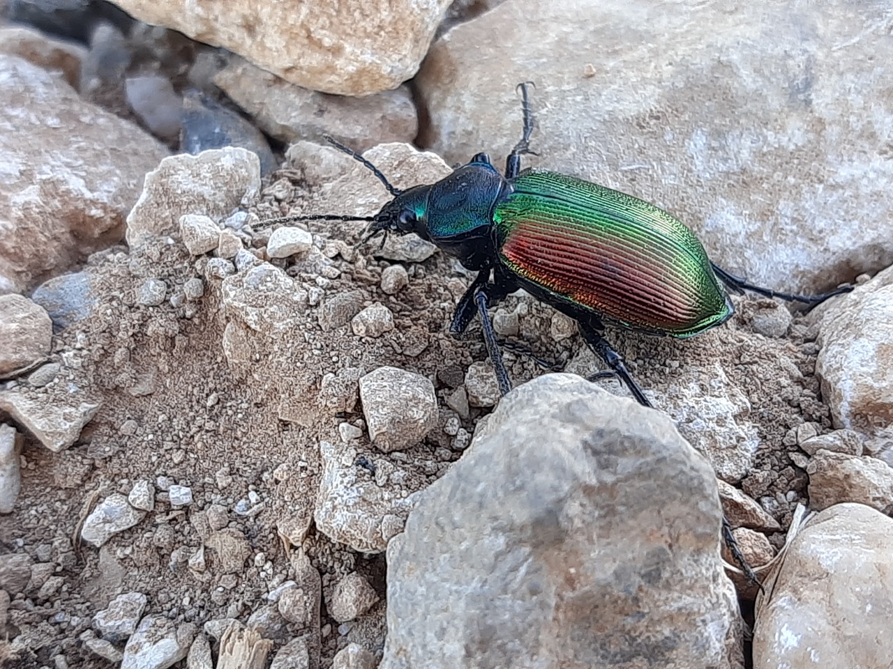 Calosoma sycophanta