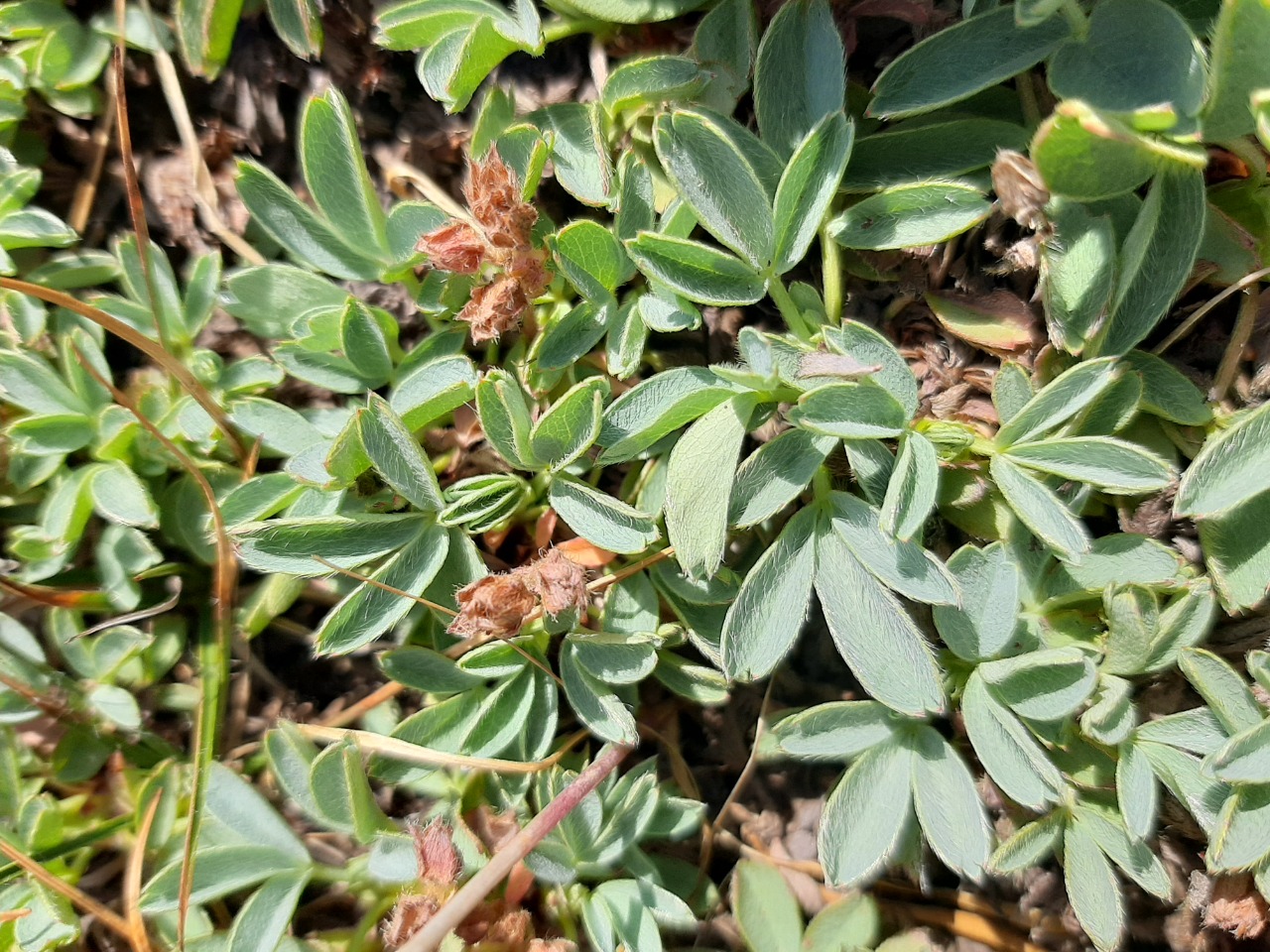 Sibbaldia parviflora