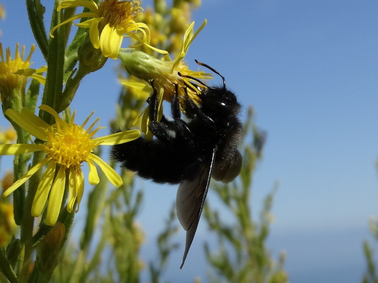 Xylocopa violacea