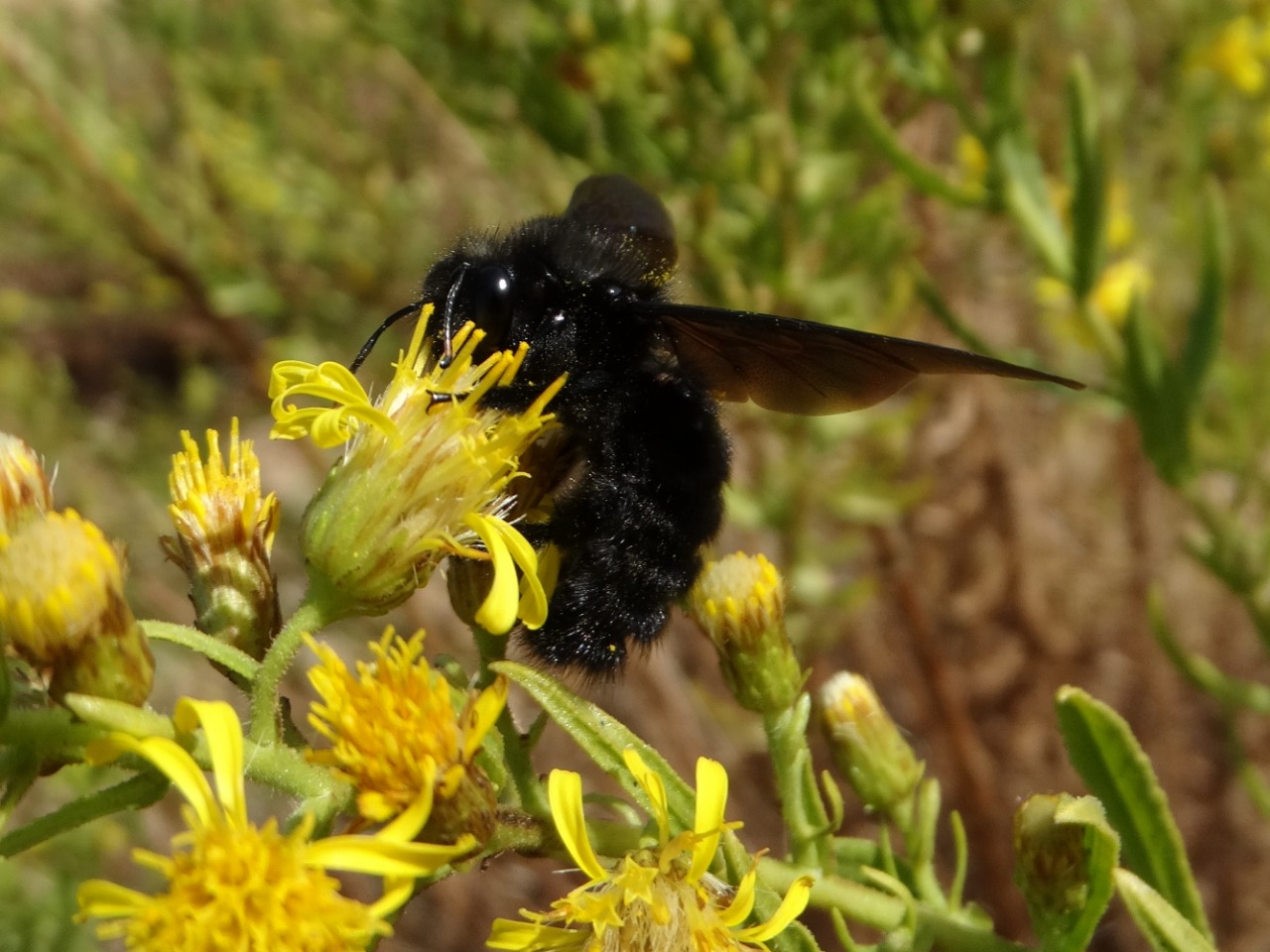 Xylocopa violacea