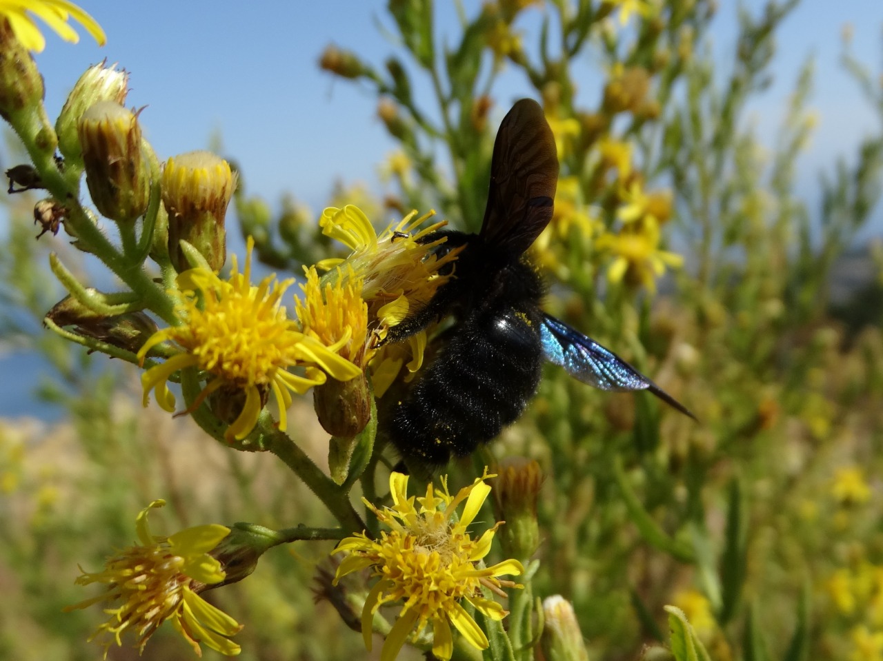 Xylocopa violacea