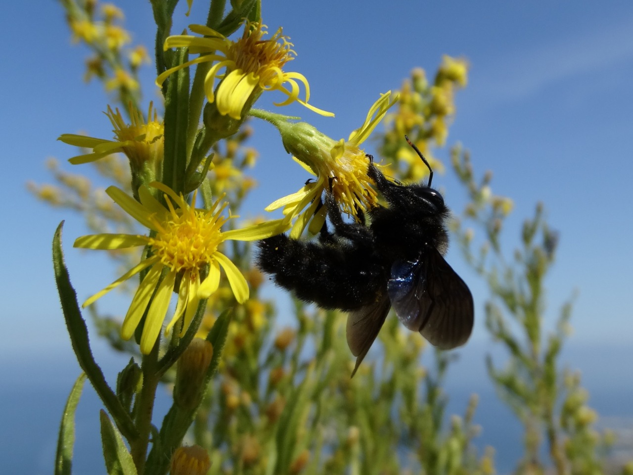 Xylocopa violacea