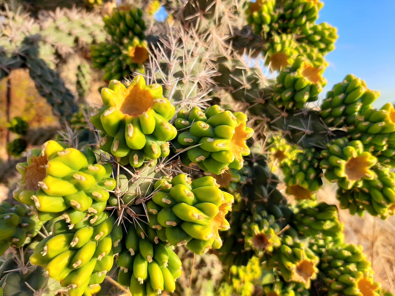 Cylindropuntia imbricata