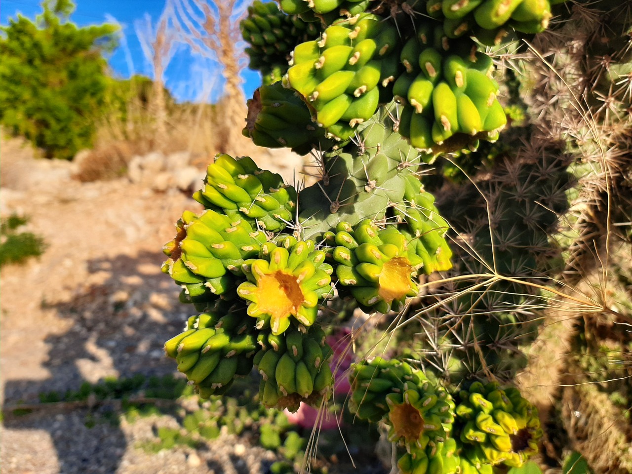 Cylindropuntia imbricata