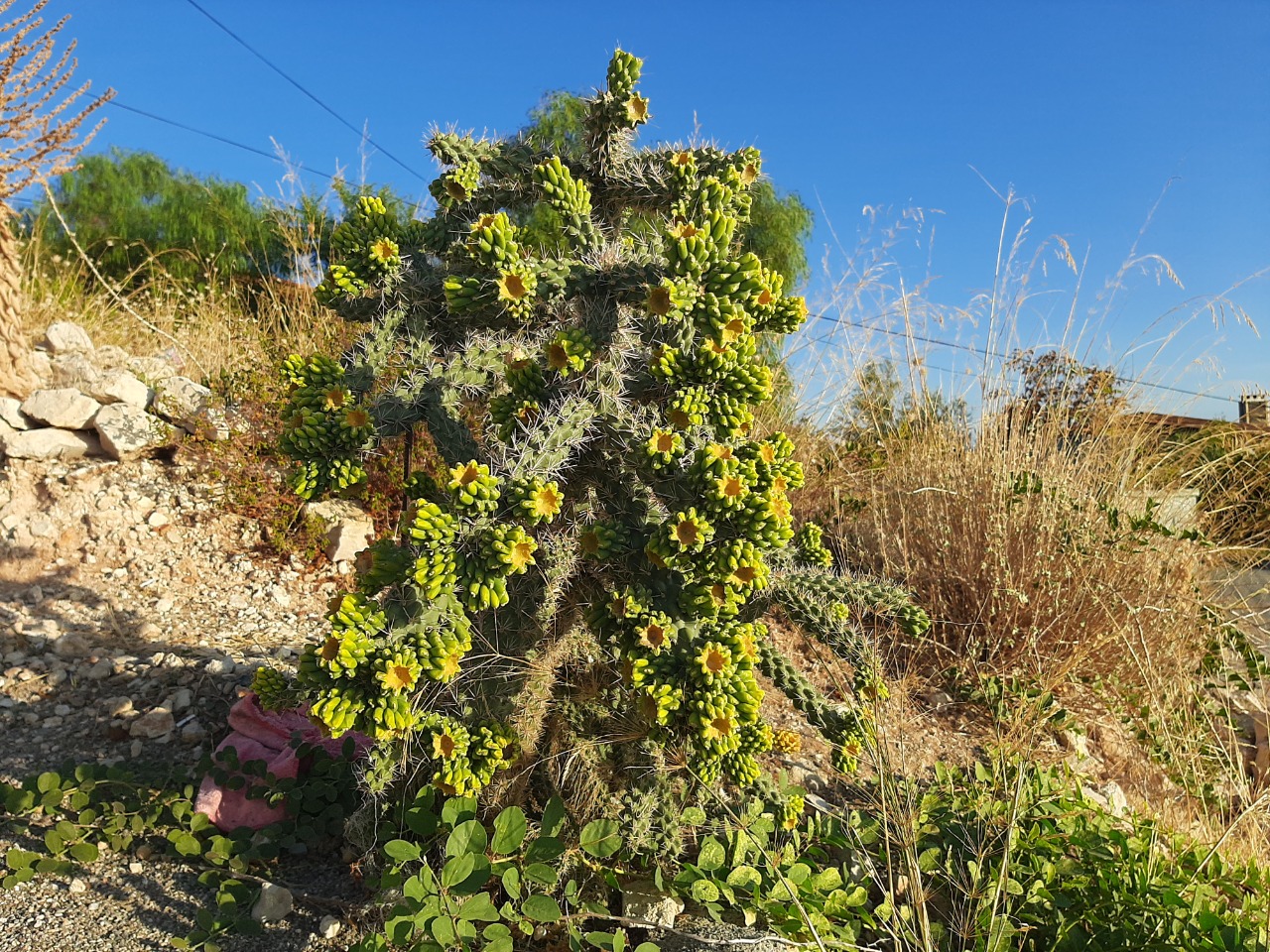 Cylindropuntia imbricata