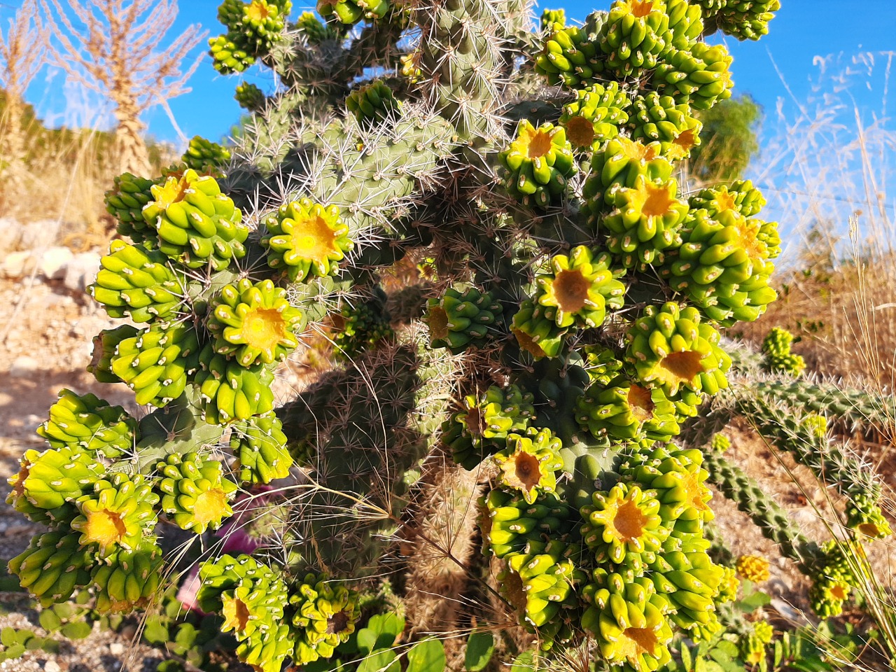 Cylindropuntia imbricata