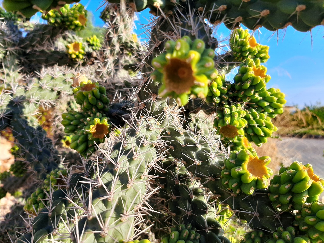 Cylindropuntia imbricata