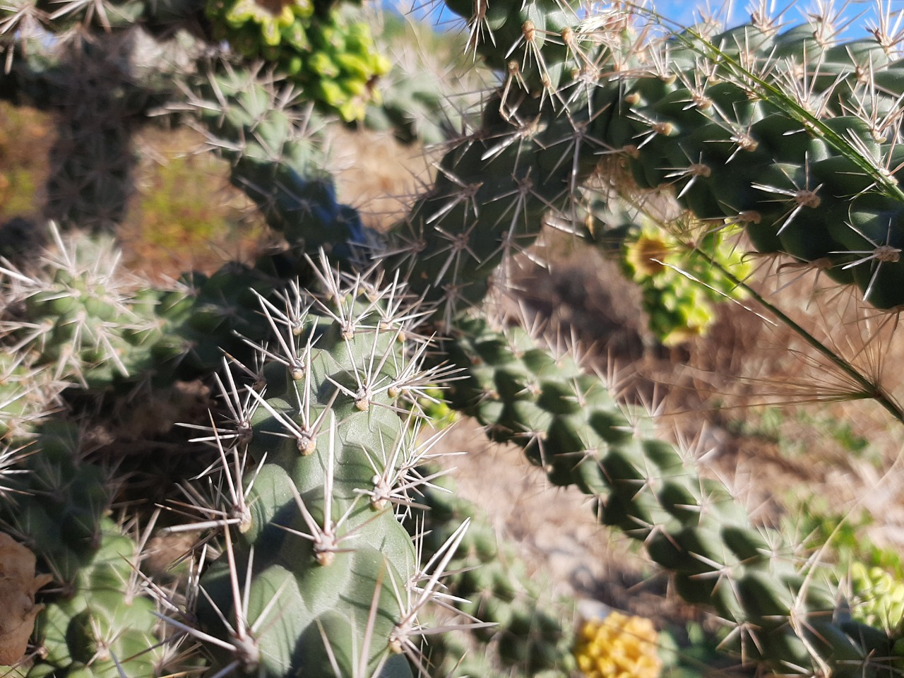 Cylindropuntia imbricata