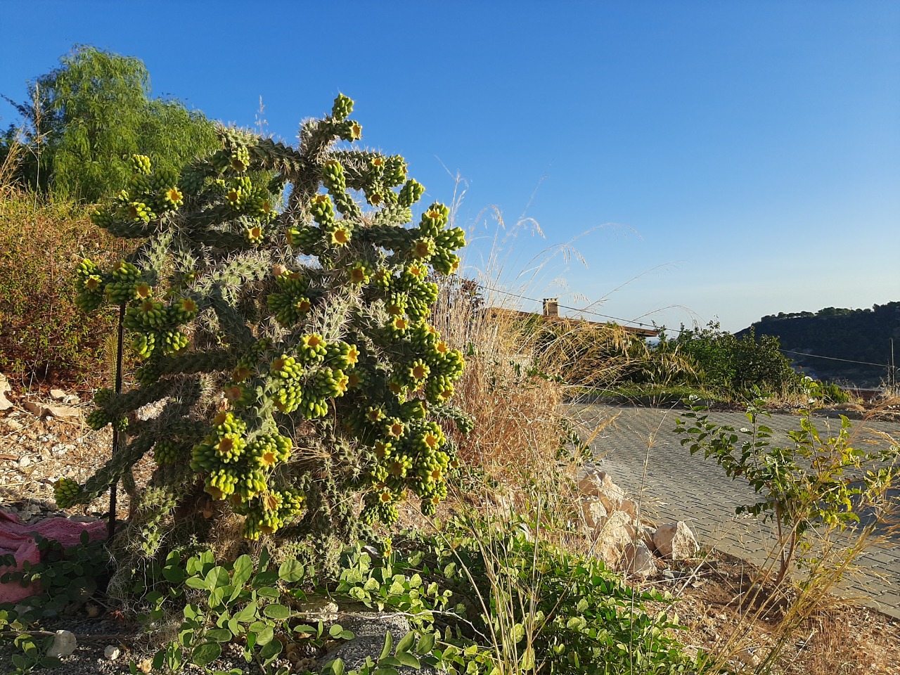 Cylindropuntia imbricata