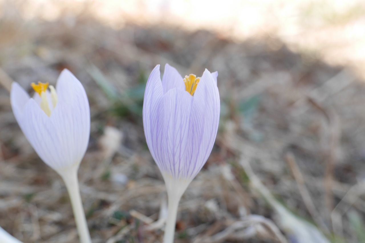 Crocus cappadocicus