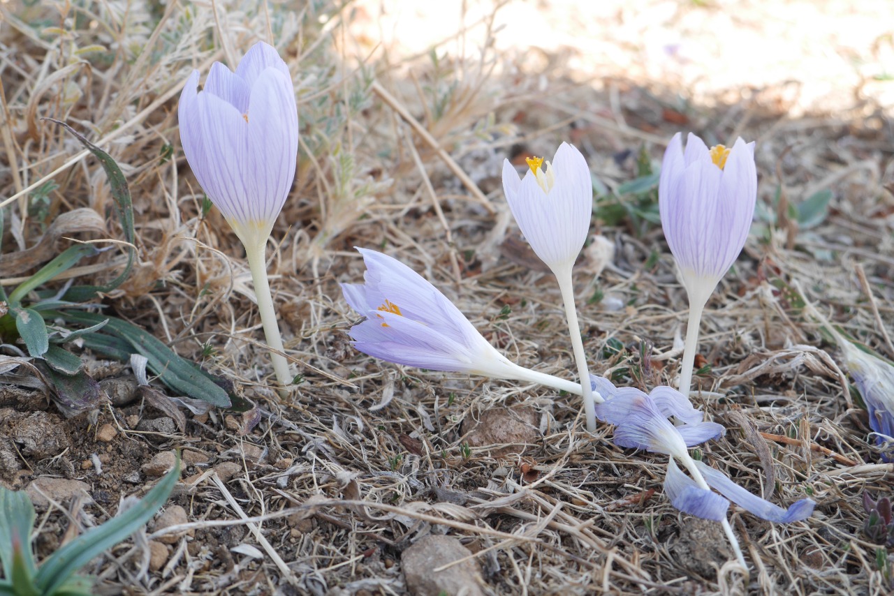 Crocus cappadocicus